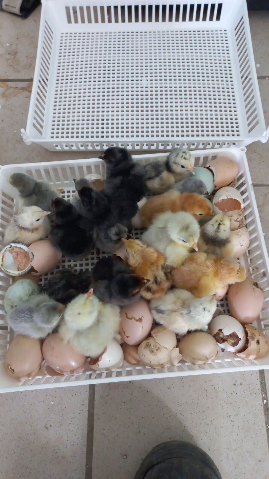 Nos Œufs fécondés  poules