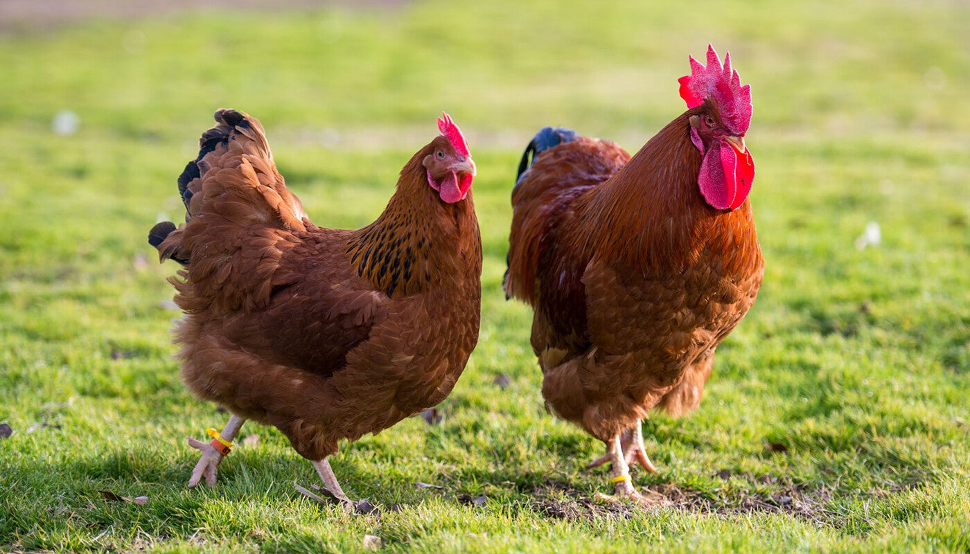 Coq , poule , couple