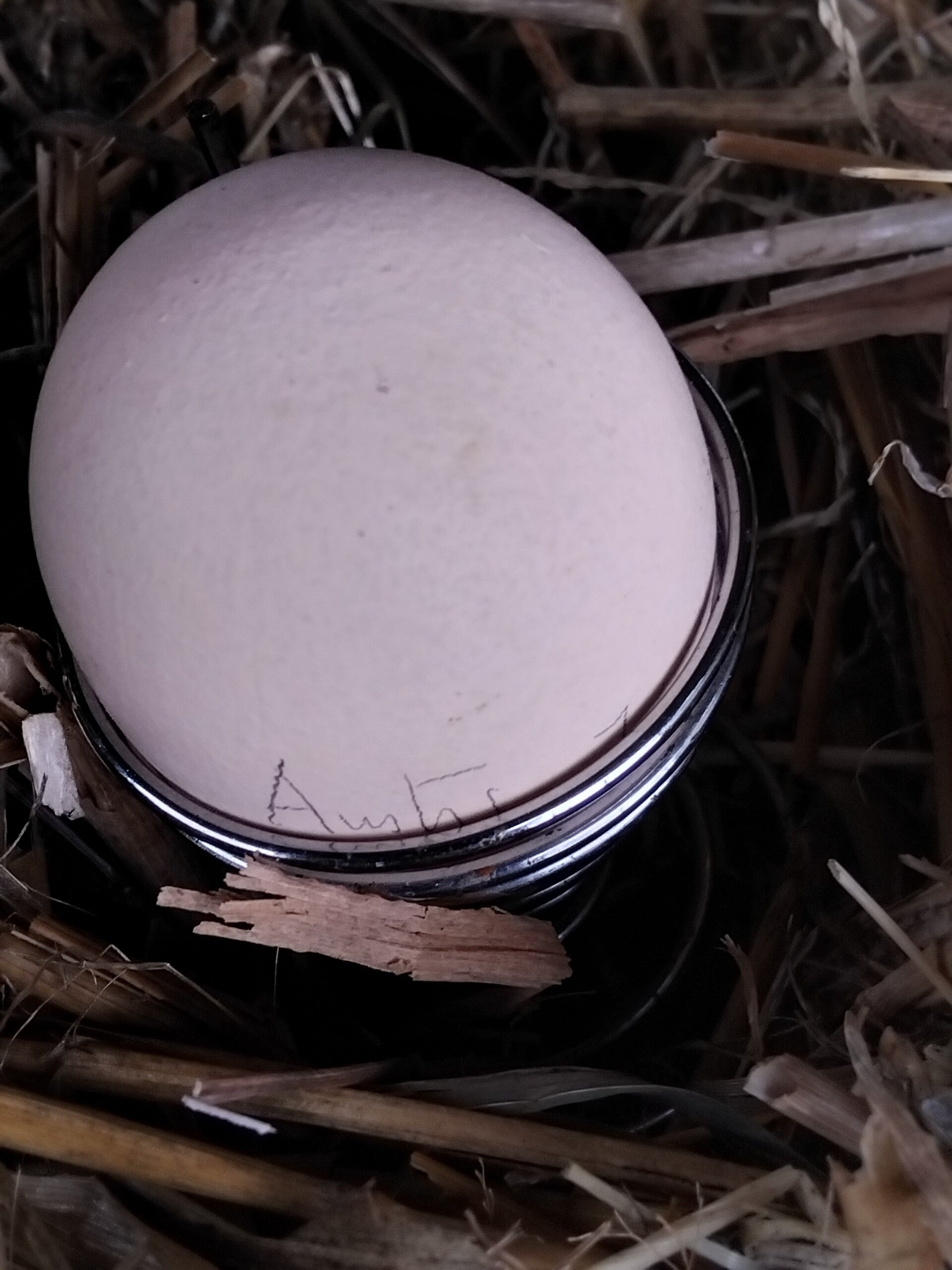 Oeuf fécondé  Australorp Blanc