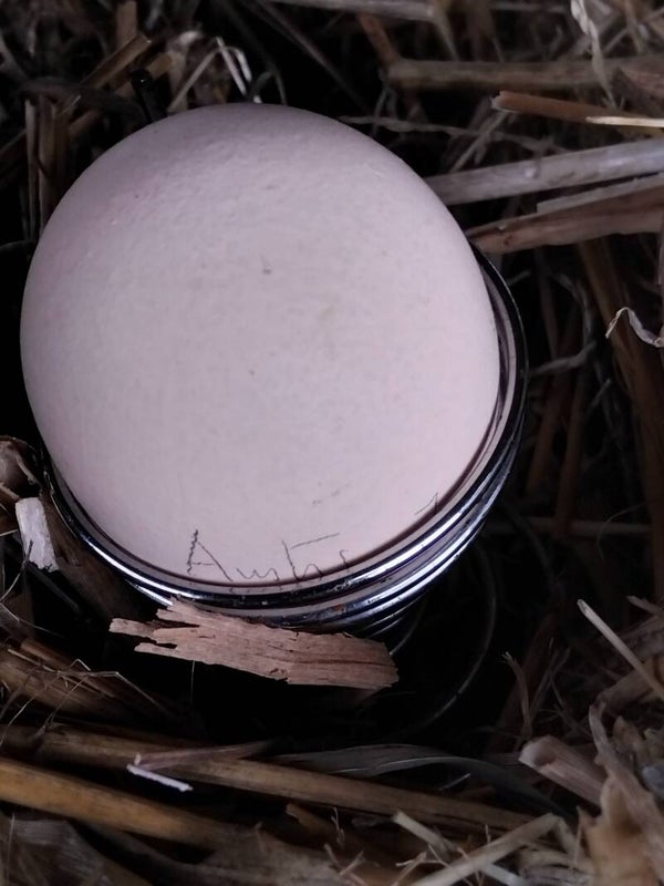 Oeuf fécondé  Australorp Blanc