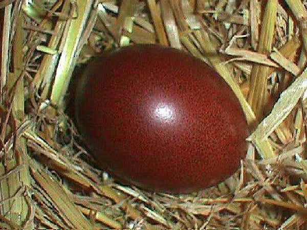 Oeuf fécondé Marans