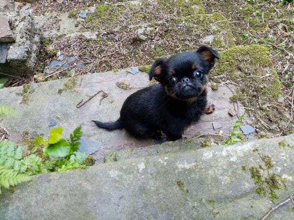 Nos chiot disponible