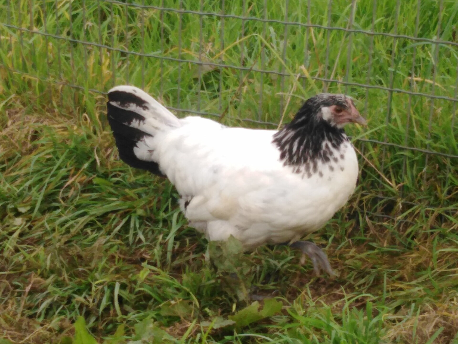 oeuf fécondé Lakenvelder
