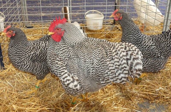 Oeuf fécondé L' amrock