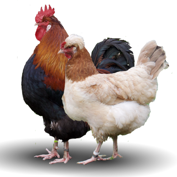 Oeuf fécondé de Sulmtaler