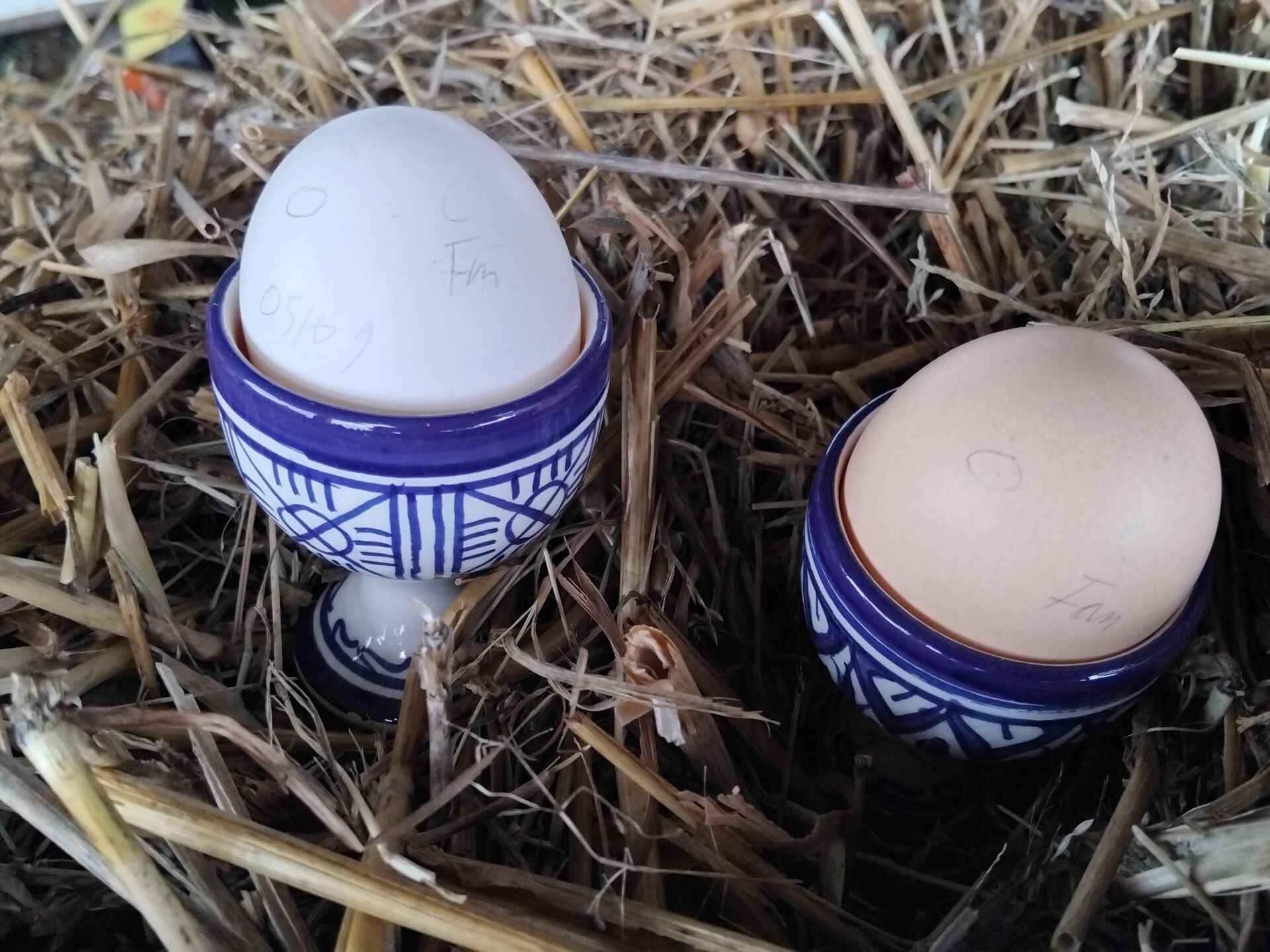 Oeuf fécondé Orpington