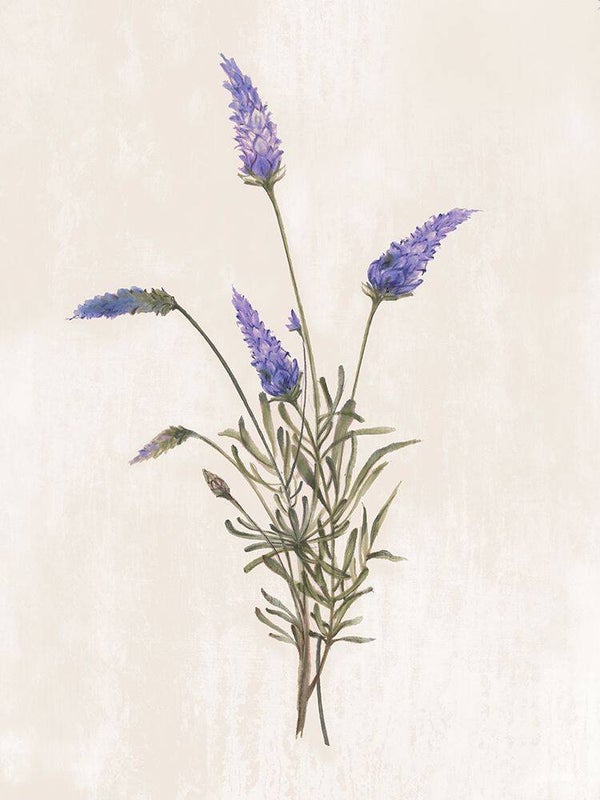 Wild Botanical 1 by Alex Black