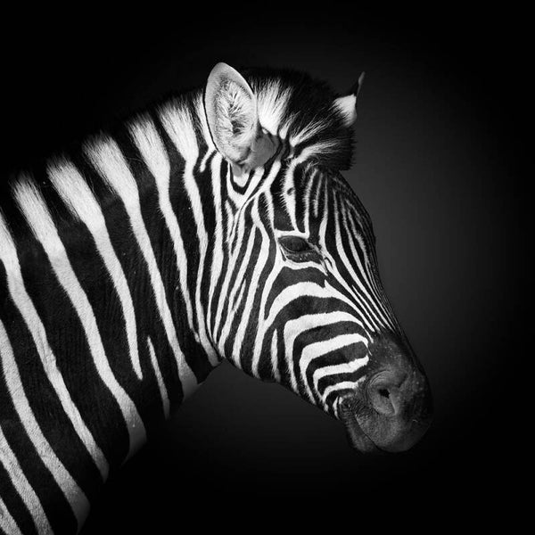 Zebra by Fegari