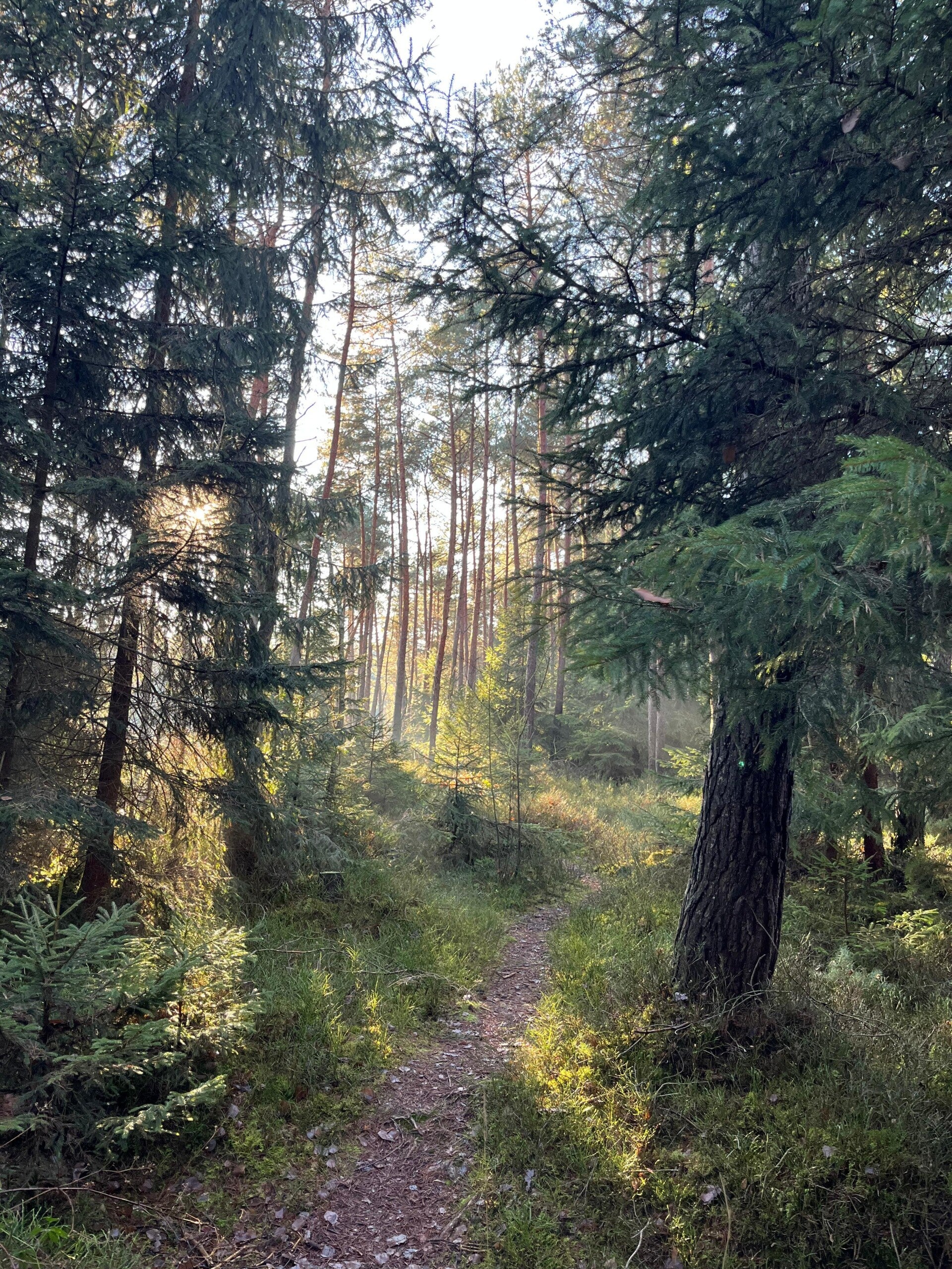 Waldweg mit Sonnenstrahlen
