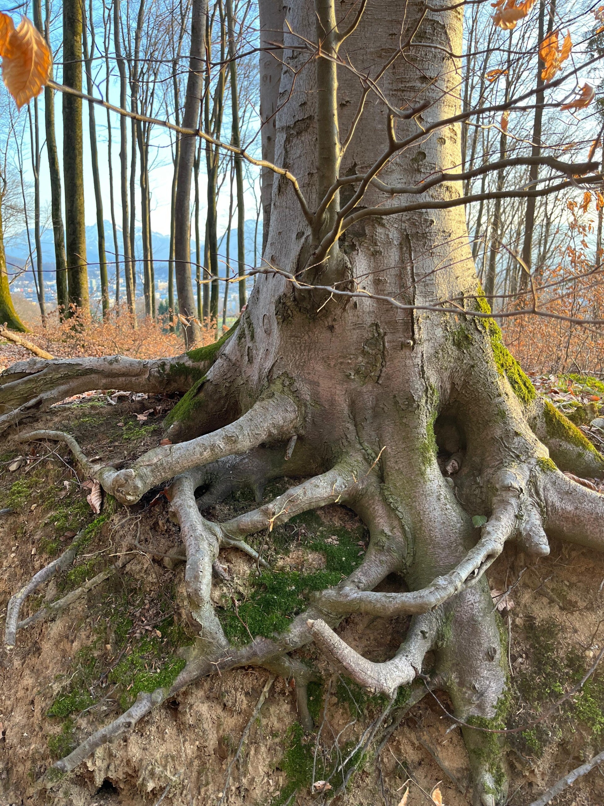 Baum mit Wurzel und Moos