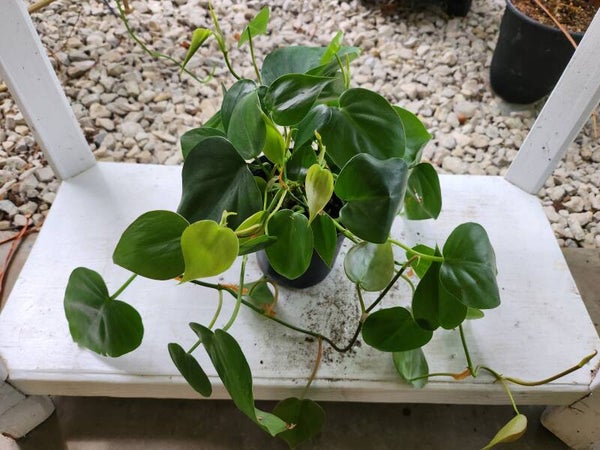 Heart-Leaf Philodendron 3.5inch Pot (Growers Choice)