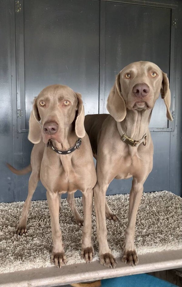 Abonnement voor 1 hond