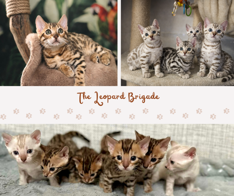 allevamento gatti del bengala brown spotted e silver bengala leopard brigade