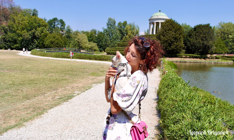 passeggiata nel parco con gattina del bengala snow a pettorina nel parco