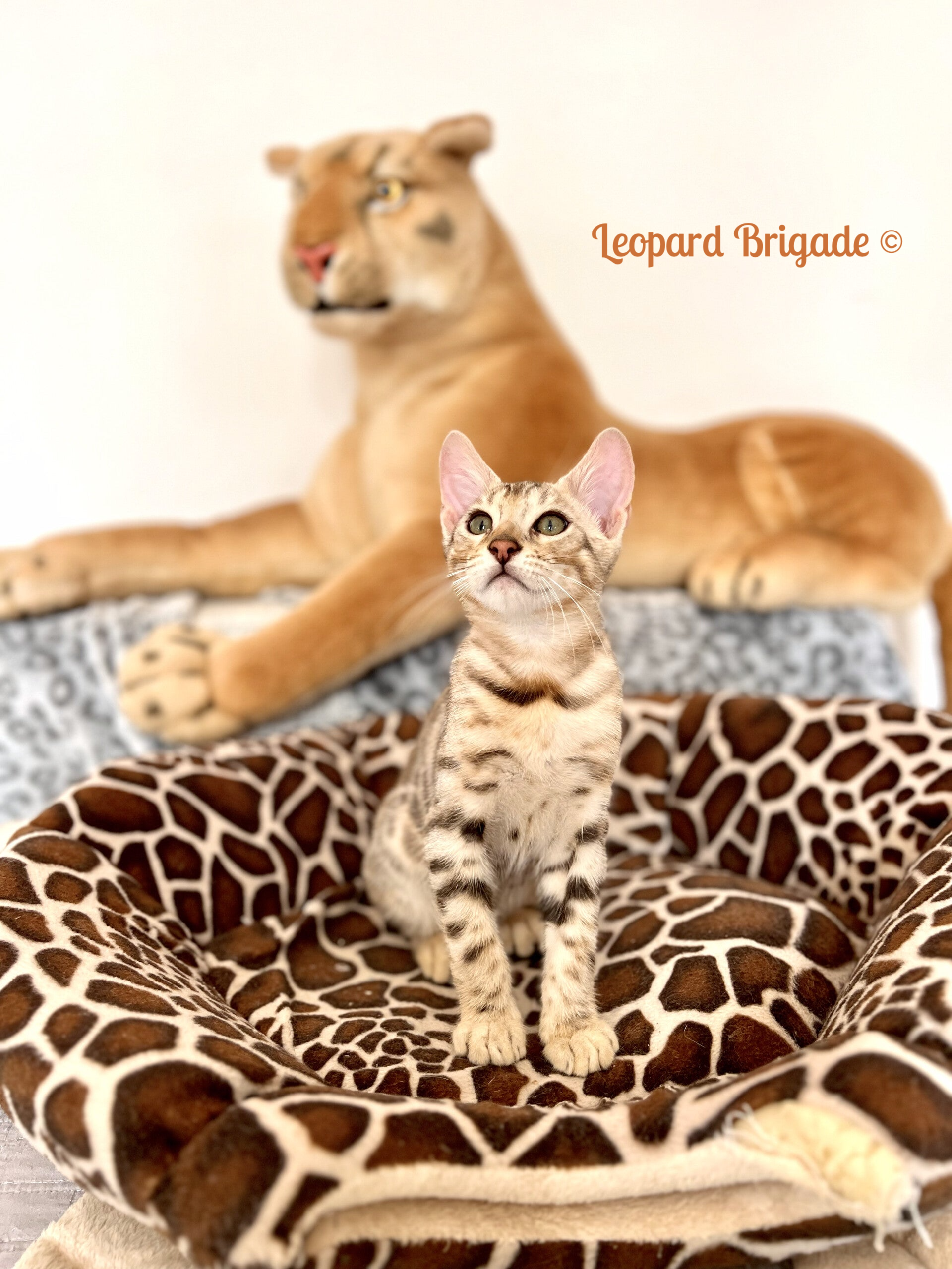 cuccioli bown spotted e silver bengala disponibili allevamento leopard brigade vicenza veneto