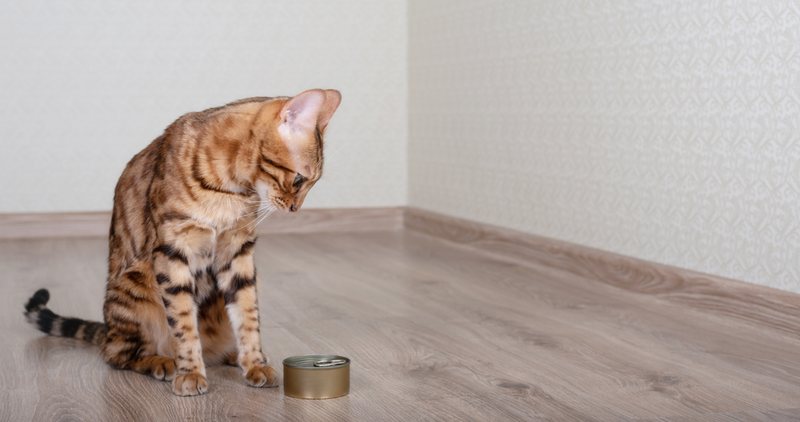 gatto del bengala cibo e intolleranze e allergie alimentari allevamento gatti del bengala leopard brigade