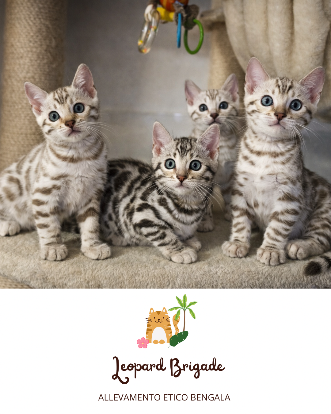 cuccioli bown spotted e silver bengala disponibili allevamento leopard brigade vicenza veneto