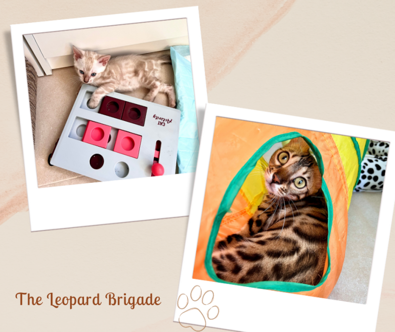 gatto bengala leopardato allevamento leopard brigade vicenza consigli e comportamento