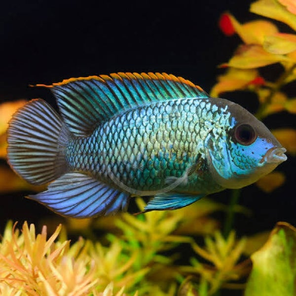 ANCARA AZUL