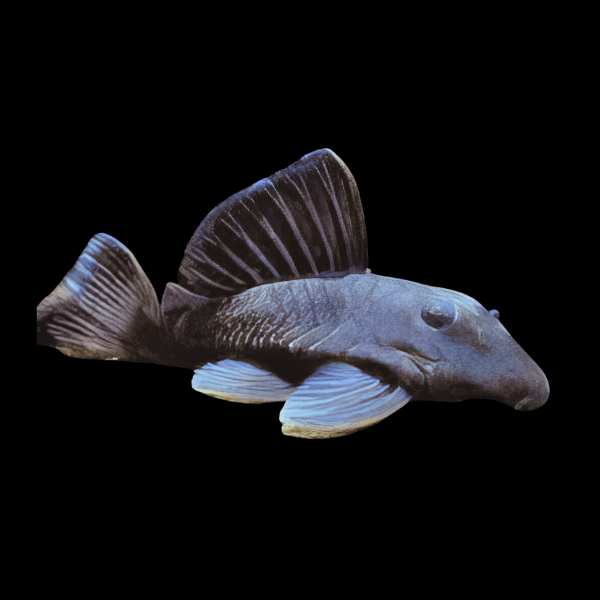 ANCISTRUS BEGGINI