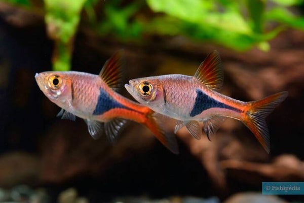 ARLEQUIN RASBORRA