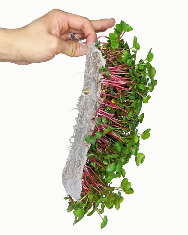 BAMBOO MICROGREEN MATS