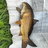 thumbnail_19schubkarper56cm20-0702023-1.jpg