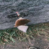 img20251009172458-standard-o4psc1.jpg