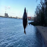 IMG-20201104-WA0002-1.jpg