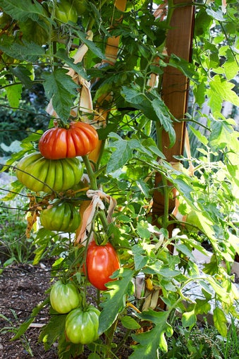 Beefsteak tomatoes