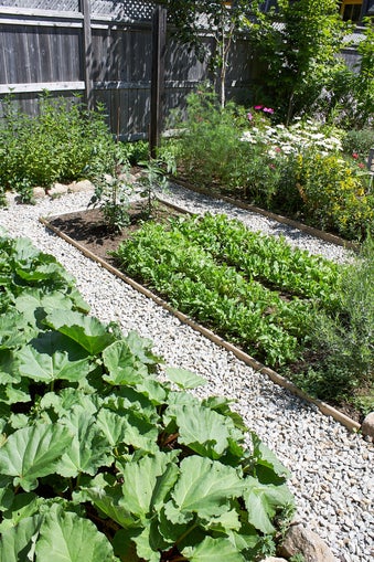 Fruits and vegetables garden