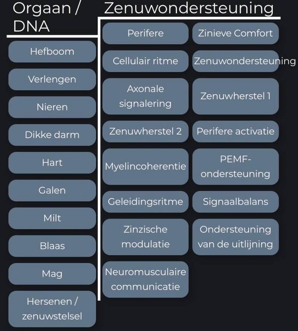 33. DNA 🧬 Organen - Zenuwondersteuning  🆕