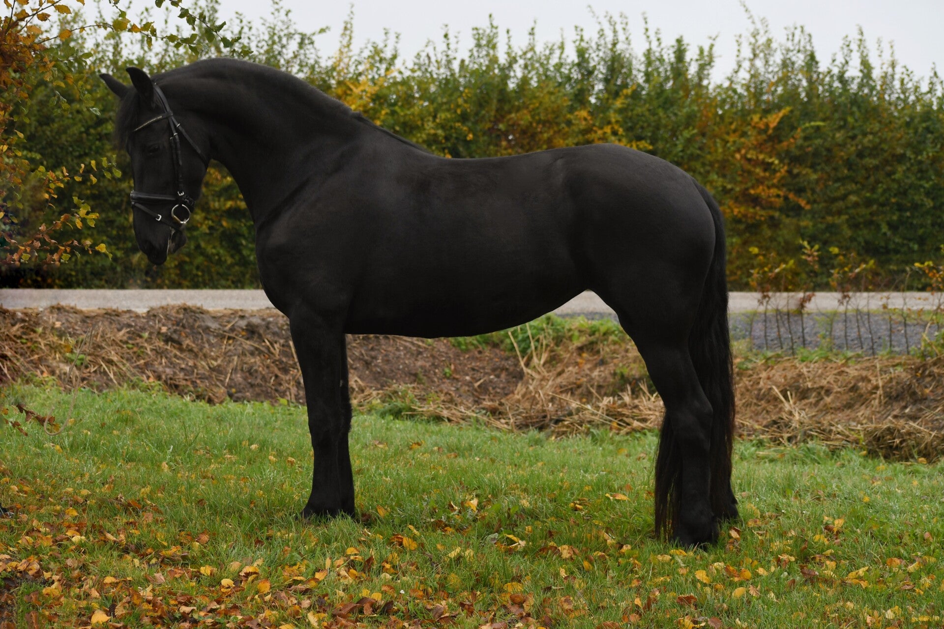 Paarden & Pony's / Te koop | marcelvanbruggen.nl