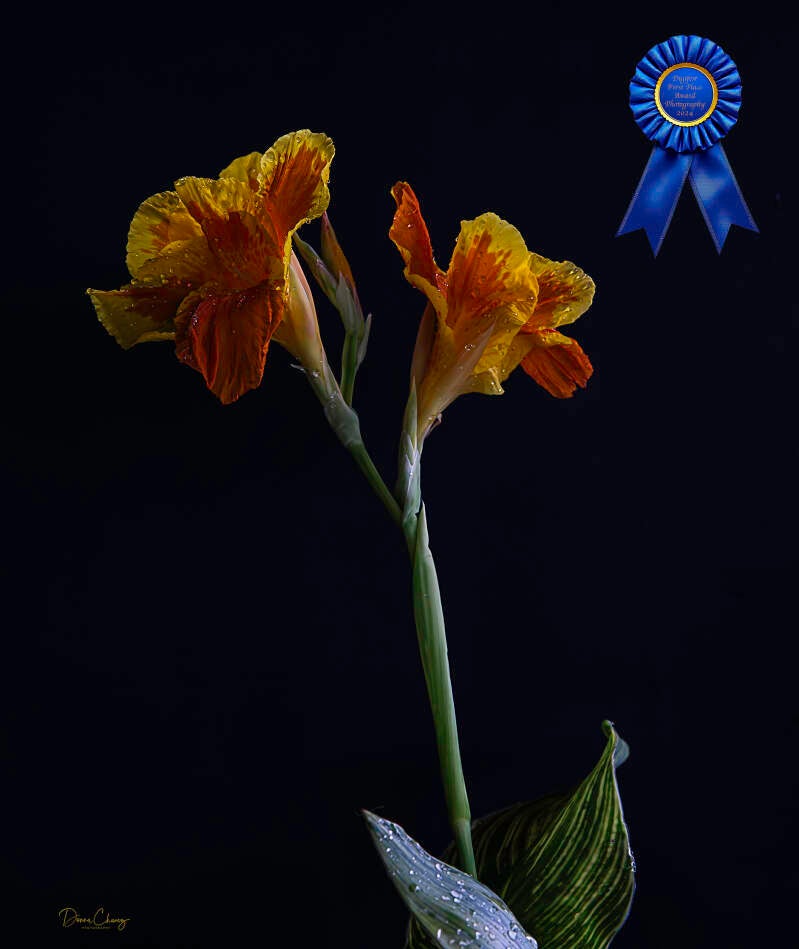 canna-lily-copy-2-standard-xzapwt.jpg