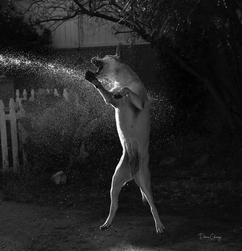 "Water Dog"