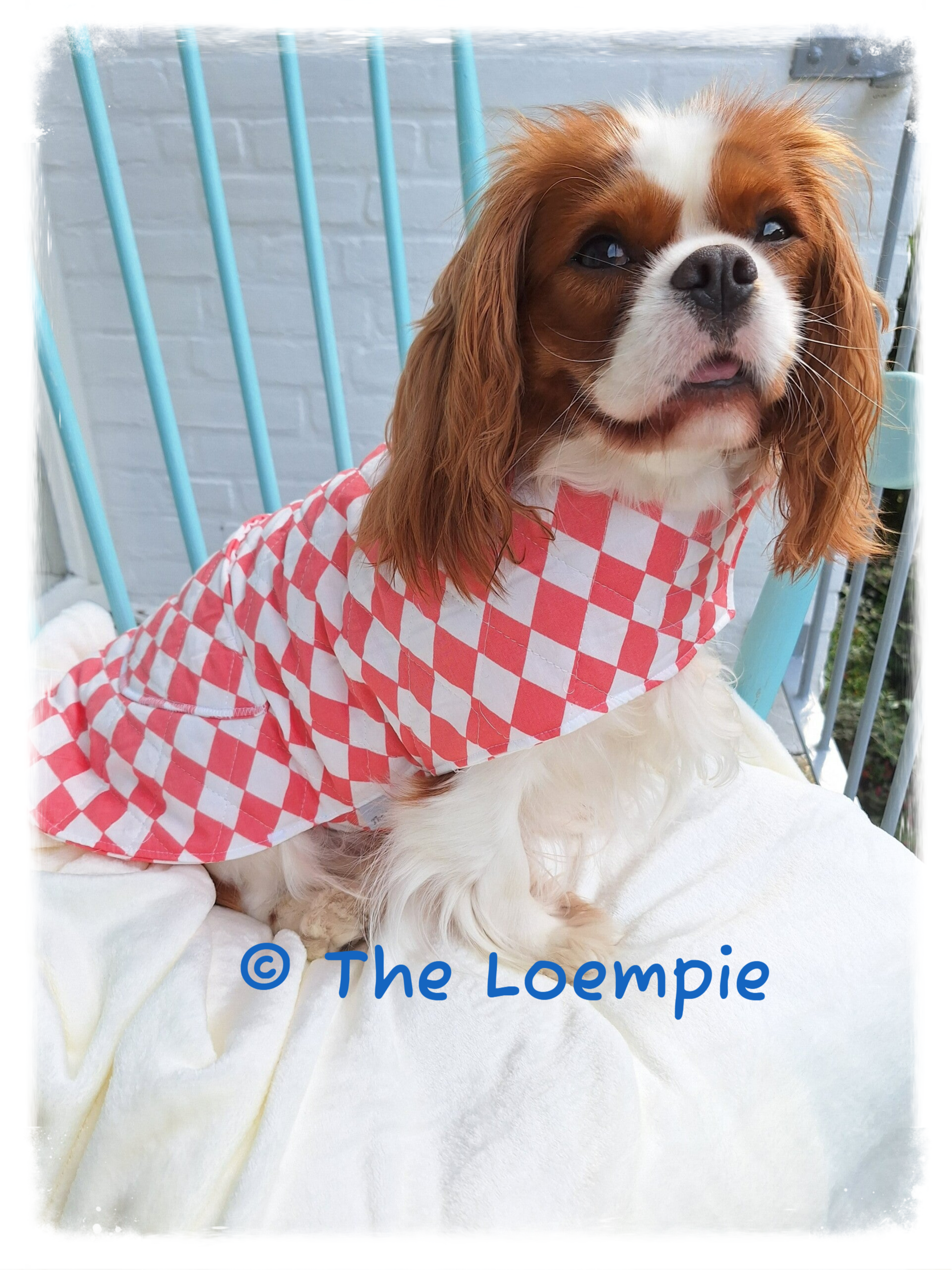 Quilted Lightweight Dog Coat Pink and White