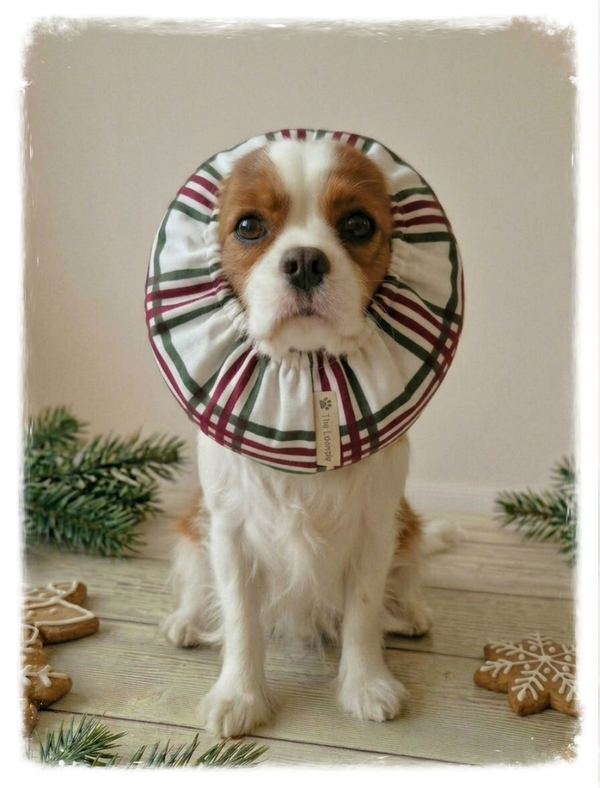 White Classic Plaid Snood – Timeless & Stylish 🤍🐾