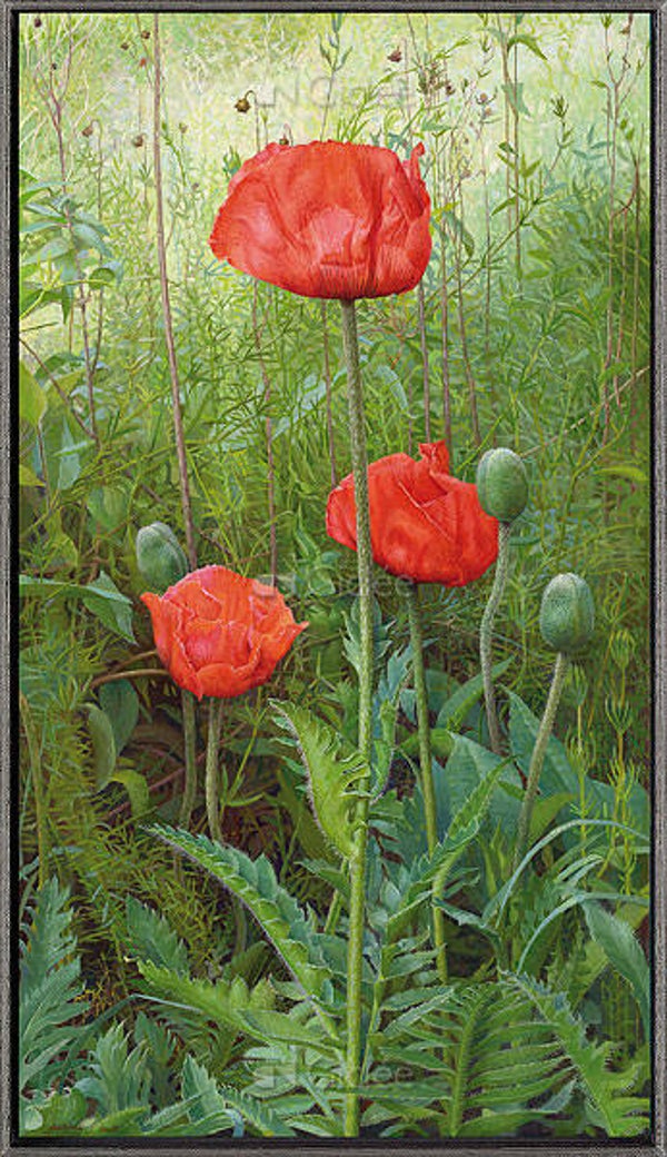 Papavers - Giclée - Joke Frima