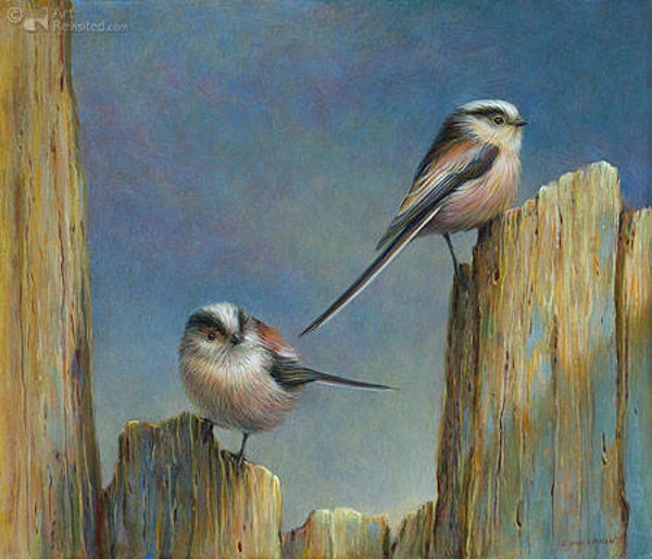 Erik van Ommen, Staartmezen