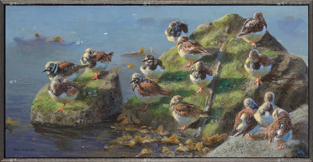 Elwin van der Kolk - Rustende steenlopers