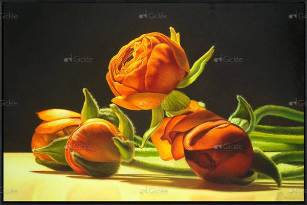 Jan van 't Hoff, Ranunculus