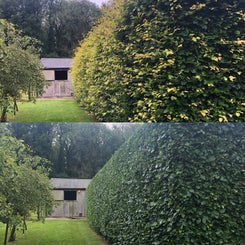 before-after-standard.jpg