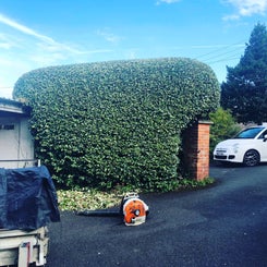 cchrissb-hedge-standard.jpg
