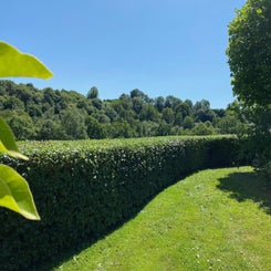 hedge-pic-standard-5rjuz3.jpg