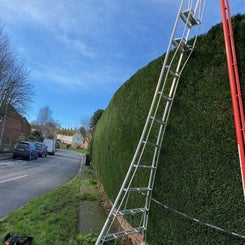 neeeeibougghhrs-hedge-standard.jpg