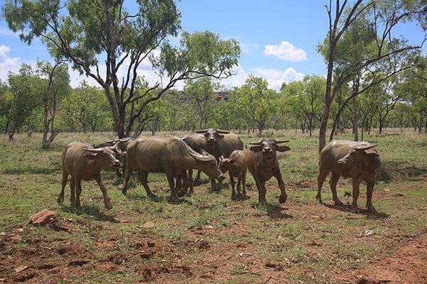 Group of Water Buffalo - Roper River