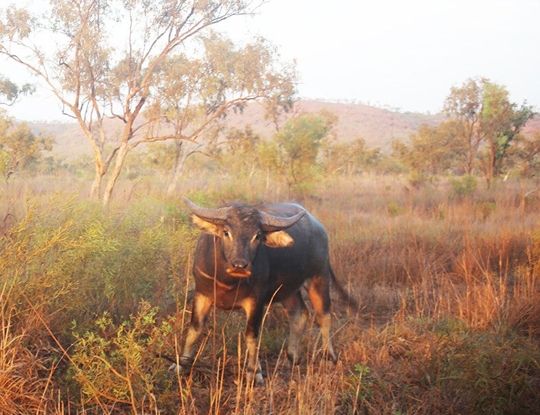 Buffalo Roper River Country