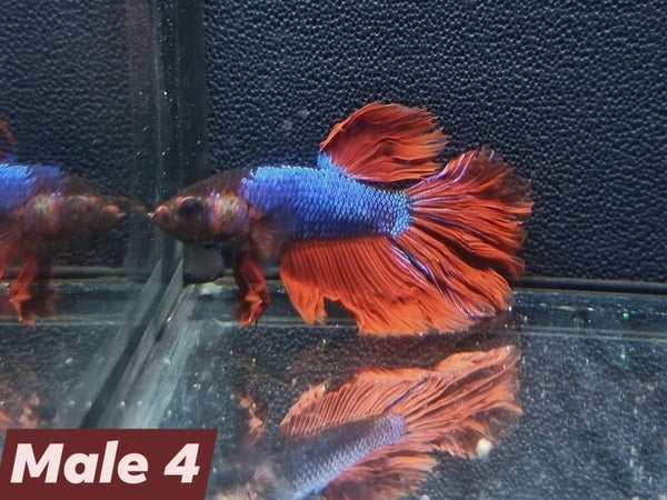 Betta_Marble2024#1 | Halfmoon Male 4