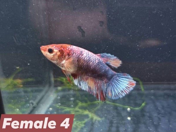 Betta_Marble2024#1 | HMPK Female 4