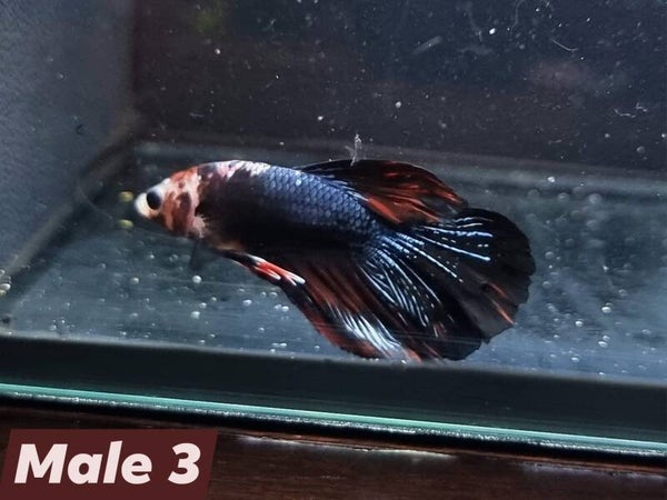 Betta_Marble2024#1 | Halfmoon Male 3